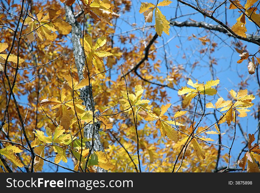 Autumn leaves and clear shiny day. Russian forest on Far East. Autumn leaves and clear shiny day. Russian forest on Far East.