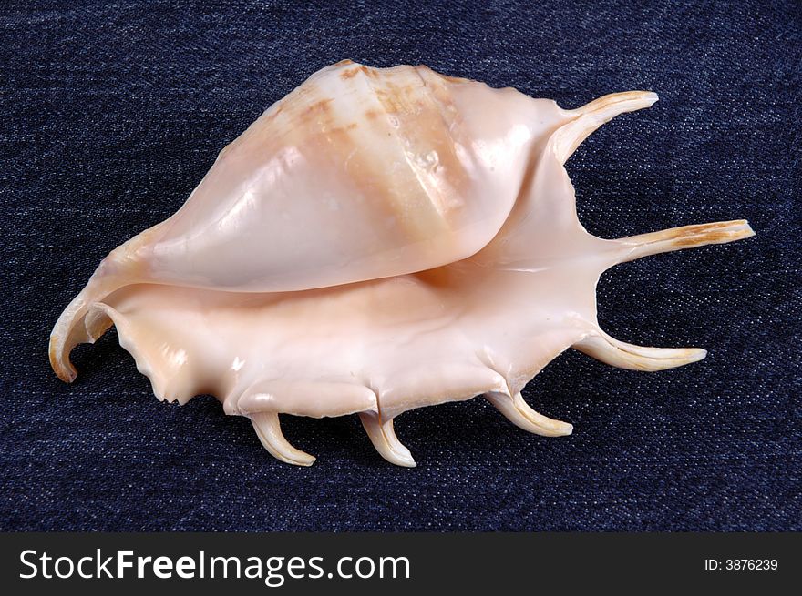 A pretty sea shell, photographed in a studio.