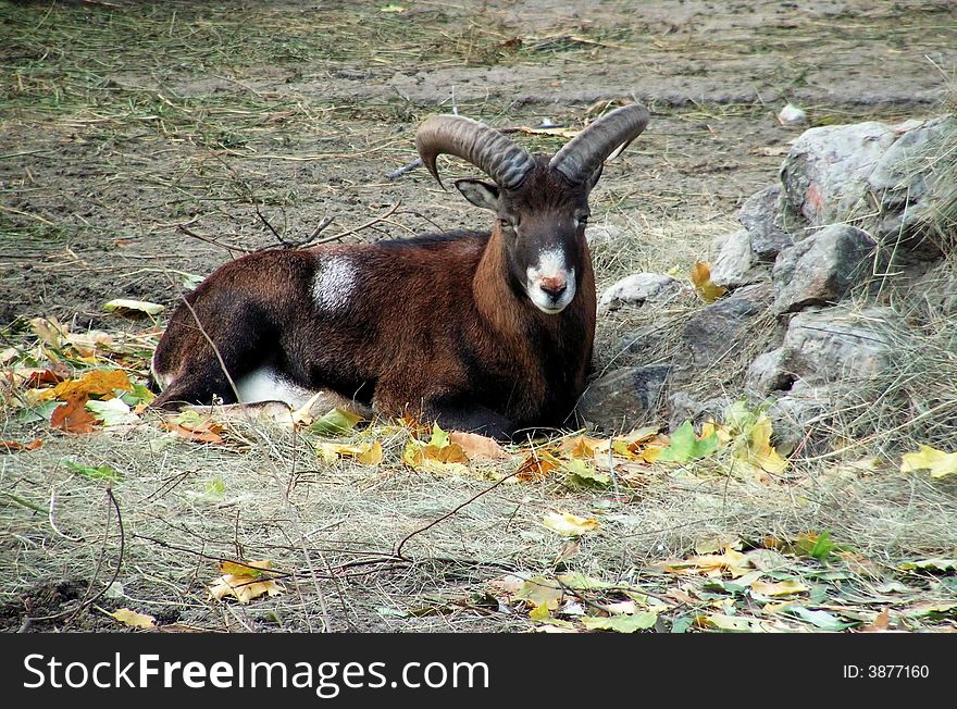 Goat brown mammal zoo wild