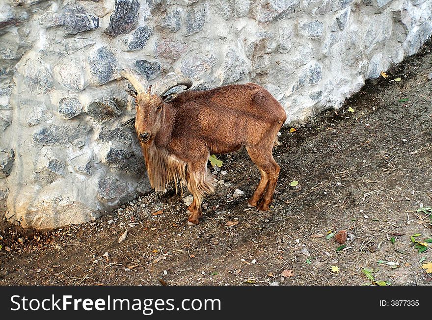 Goat animal mammal brown zoo