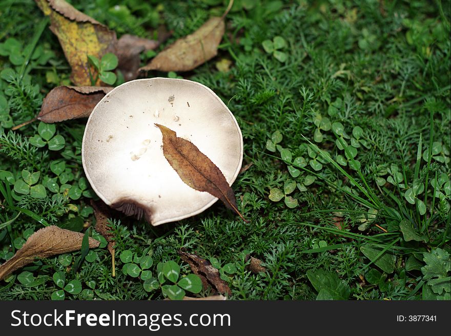 Mushroom and fall leaves on the grass.