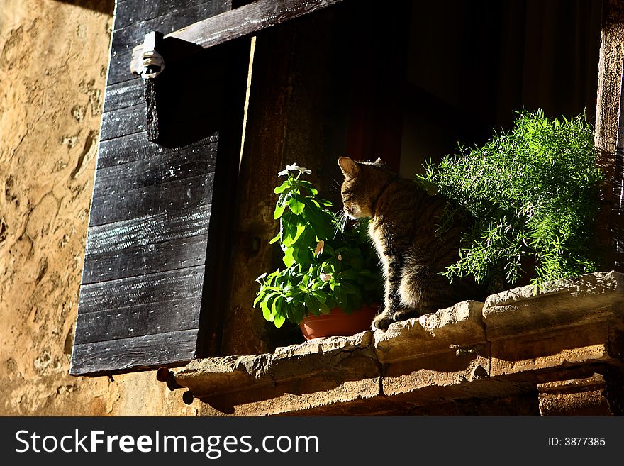 Cat taking sun on the window