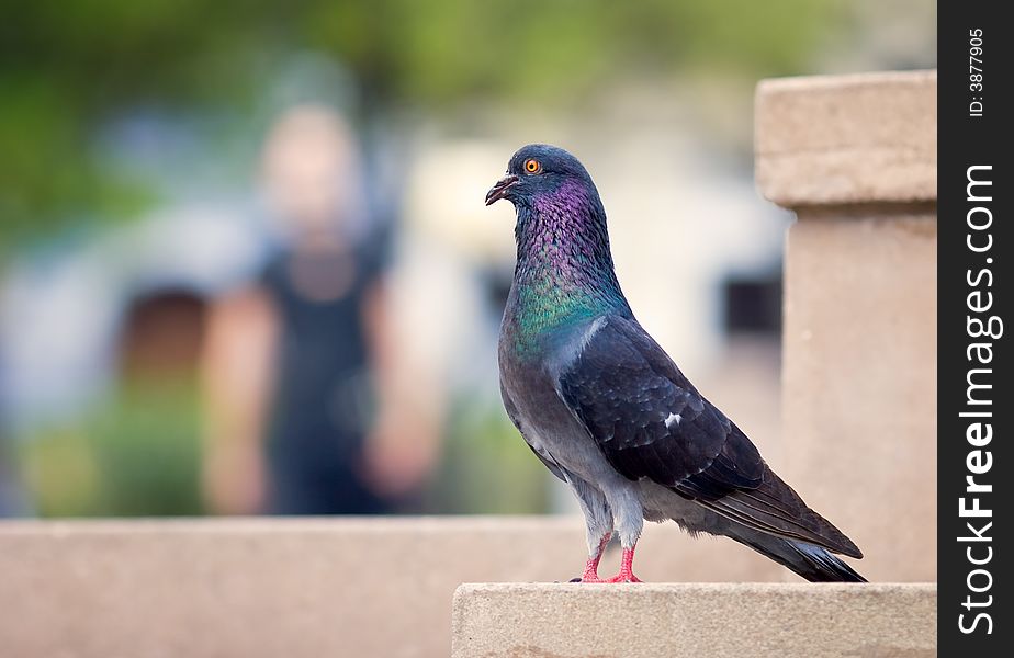 Profile of a pigeon in an urban park. Profile of a pigeon in an urban park.