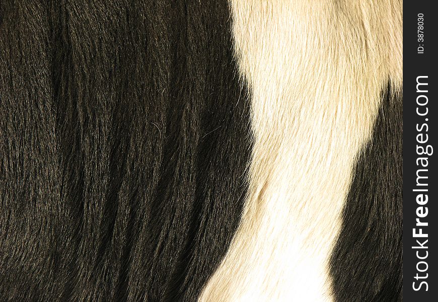 Cow fur