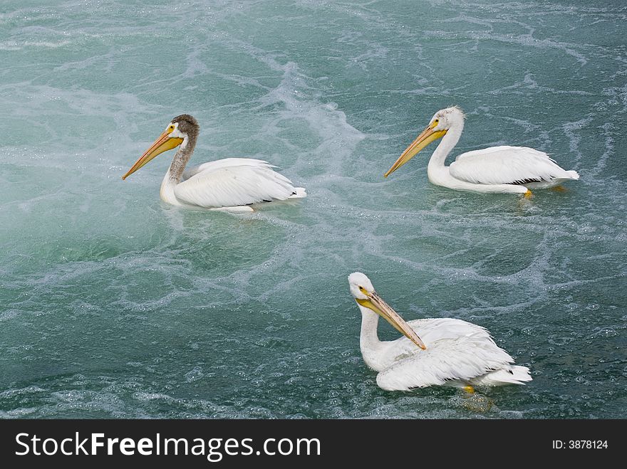 Three White Pelicans On Water