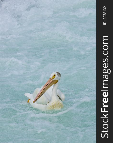 Single Pelican On Water