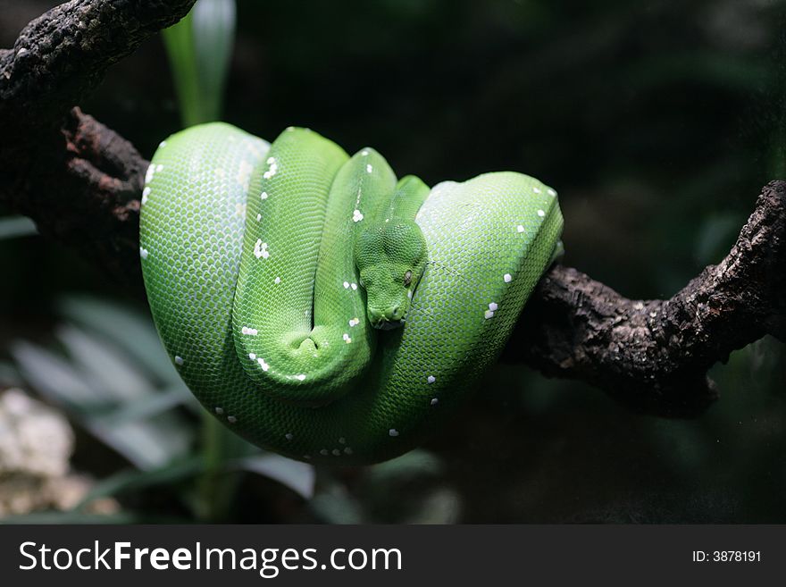 The wood green snake dozes on a branch in a zoo of Berlin