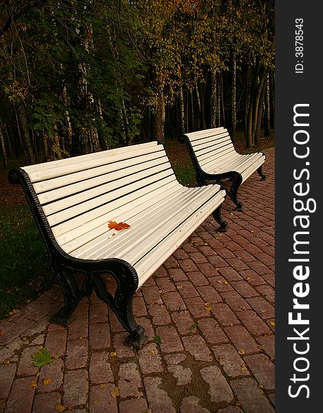 Leaf of a maple on a bench white