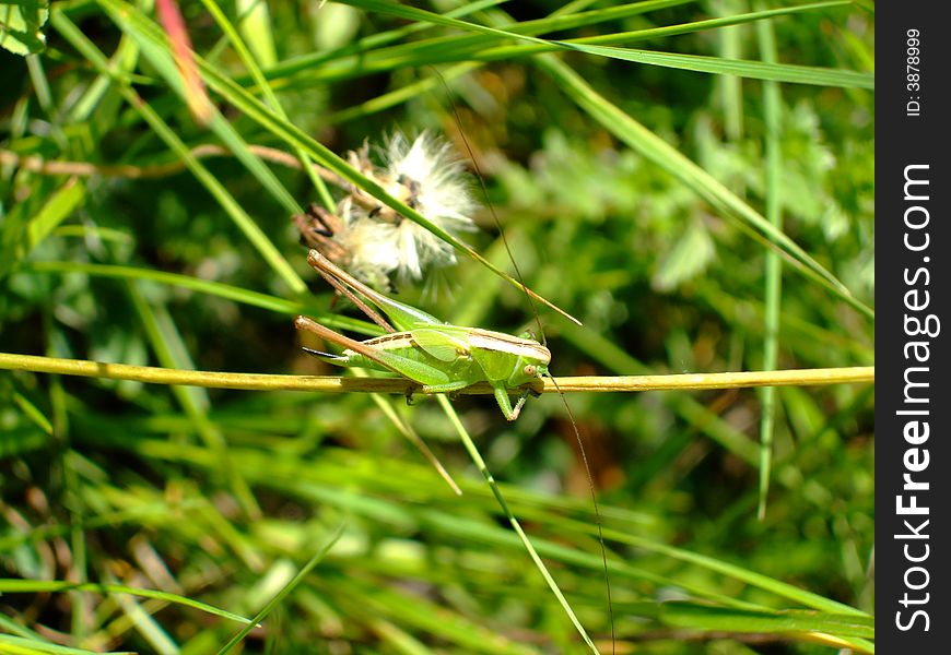 Macro insects Grasshopper Green Grass