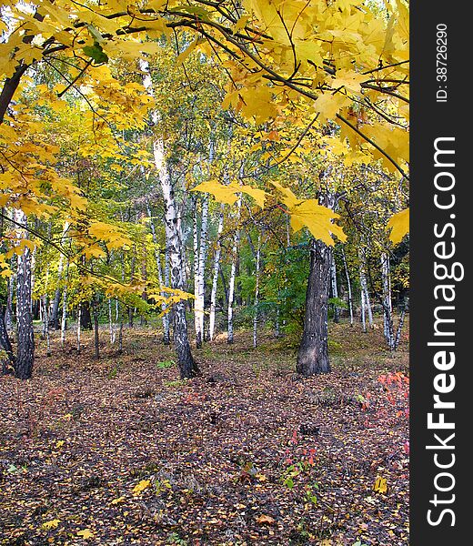 In The Autumn Park. Landscape