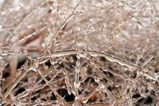 Ice Covered Grass Royalty Free Stock Photo Ice Covered Grass Royalty Free Stock Photo