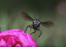 Landing Bee Royalty Free Stock Photography Landing Bee Royalty Free Stock Photography