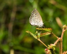 Pygmy Grass Blue Stock Photo Pygmy Grass Blue Stock Photo