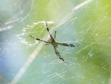 Spider And Its Web Royalty Free Stock Images