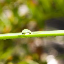 Drop On Blade Of Grass Royalty Free Stock Photos
