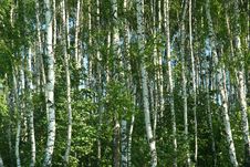Birchwood At Spring Stock Photography Birchwood At Spring Stock Photography
