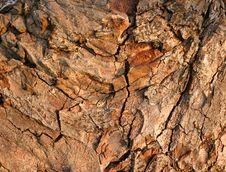 Old Tree Bark Royalty Free Stock Photo