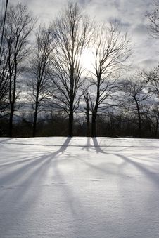 Naked Trees Stock Image Naked Trees Stock Image