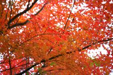 Japanese Tree In Autumn Colours Royalty Free Stock Photography Japanese Tree In Autumn Colours Royalty Free Stock Photography