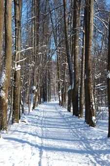 Solitary Winter Path In Park Stock Images Solitary Winter Path In Park Stock Images