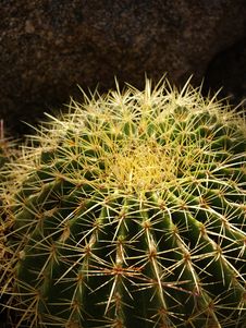 Barrel Cactus Closeup Stock Photo
