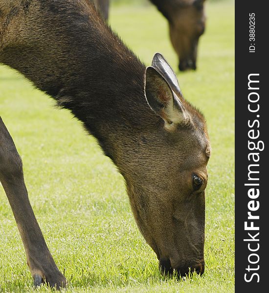 Head and neck of a female elk feeding on grass. Shallow DOF with a second elk in the background.