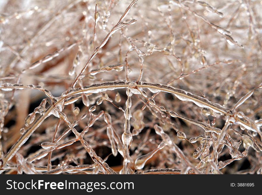 Grass covered in ice after freezing rain. Grass covered in ice after freezing rain.