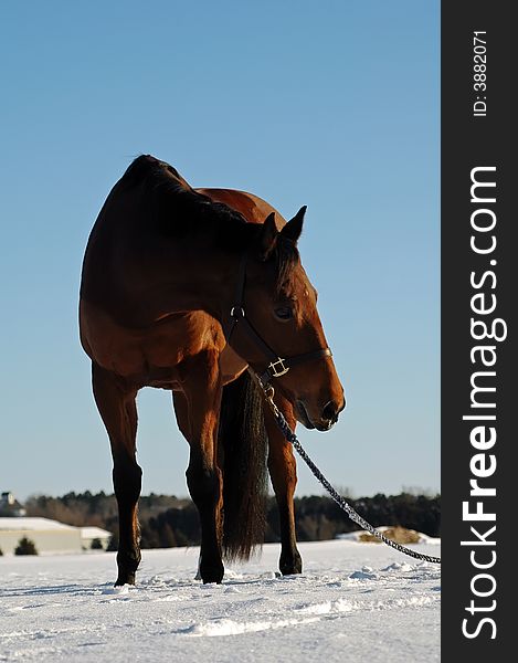 Hanavarian bay horse standing in snow.