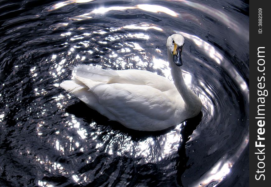 Scene sailling on water white swan