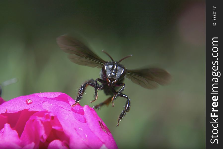 Landing bee