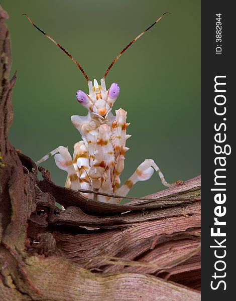 A spiny flower mantis is sitting on a vine. A spiny flower mantis is sitting on a vine.