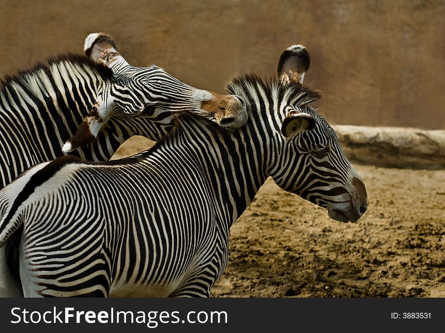 Zebras are native to eastern, southern and southwestern Africa. They are best known for their distinctive white and black stripes.