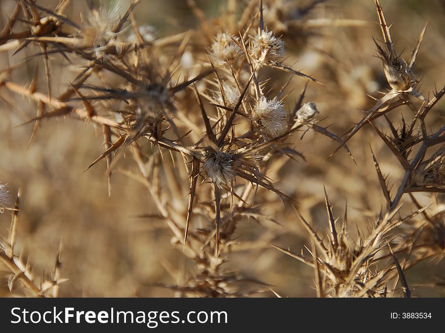 Dry Aggressive Prickles