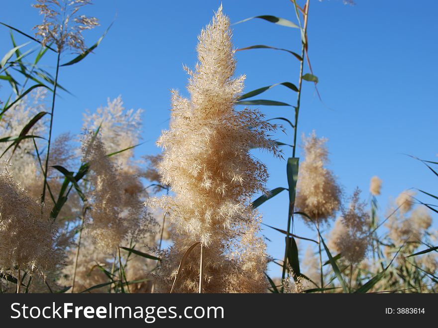 Wind in canes on a background of the blue sky. Wind in canes on a background of the blue sky