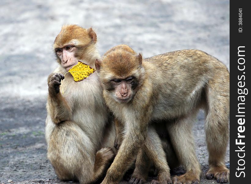 A portrait of two baby monkeys pictured playing with a leaf as they start to explore the world. A portrait of two baby monkeys pictured playing with a leaf as they start to explore the world