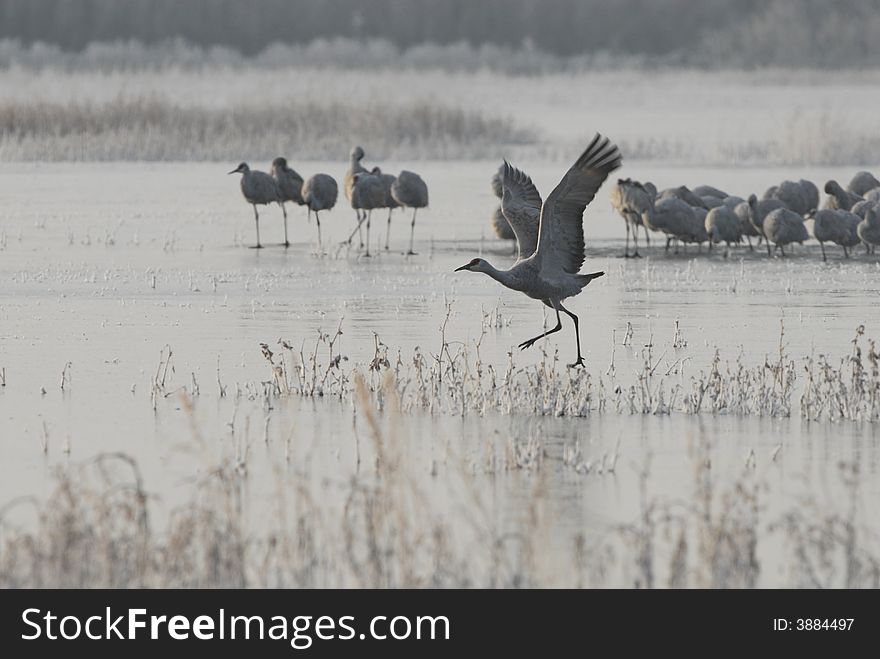 A sandhill crane takes a running start  on this frozen lake in New Mexico. A sandhill crane takes a running start  on this frozen lake in New Mexico.