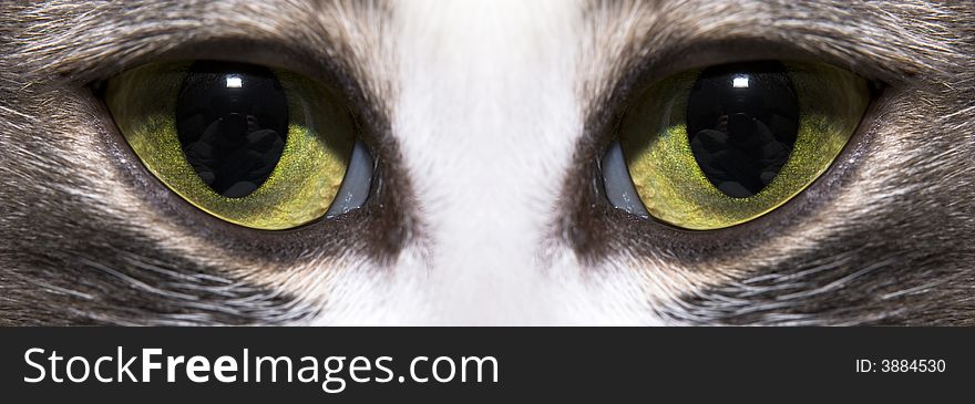 Wide format Macro of a cats eyes. Wide format Macro of a cats eyes.