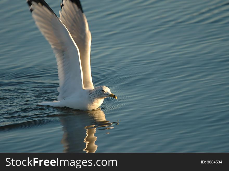 A large white seagull lands in calm water and notices it's own reflection. A large white seagull lands in calm water and notices it's own reflection.