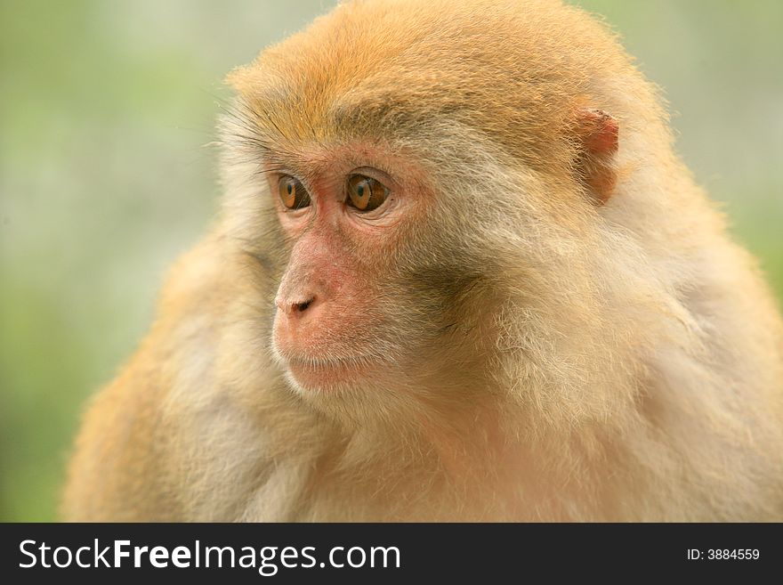 Close-up Of Monkey