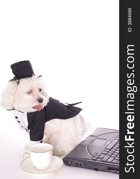 Business doggy with computer isolated on white