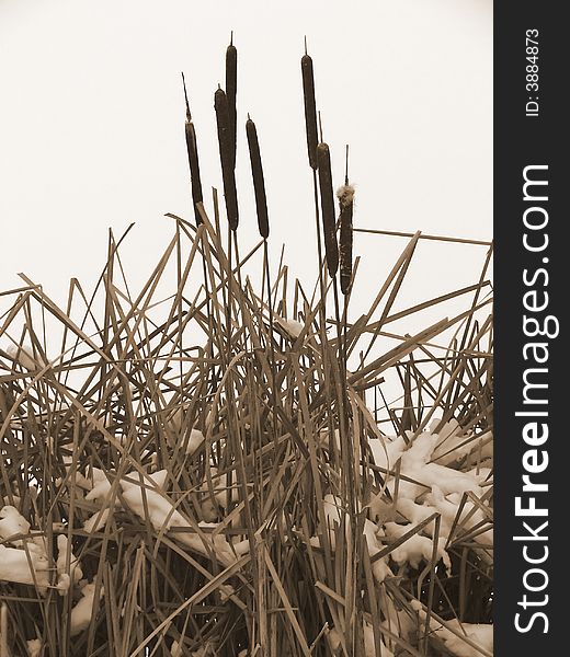 Cat tails in winter, shown in sepia