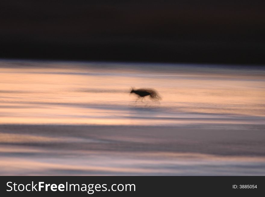 An abstract of a coyote wandering out on the frozen ice in search of an easy meal. An abstract of a coyote wandering out on the frozen ice in search of an easy meal.