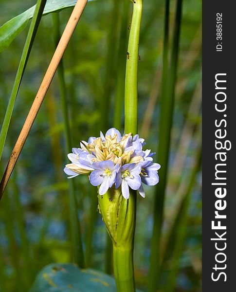 A species of flowering plant from the family Pontederiaceae blooming at the edge of a marshy pond