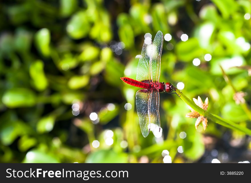 Red Dragonfly resting on the tip of a reed plant growing in a pond