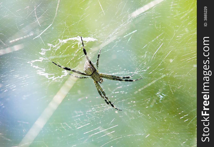 Spider with its messy web strung up high in a tree. Spider with its messy web strung up high in a tree