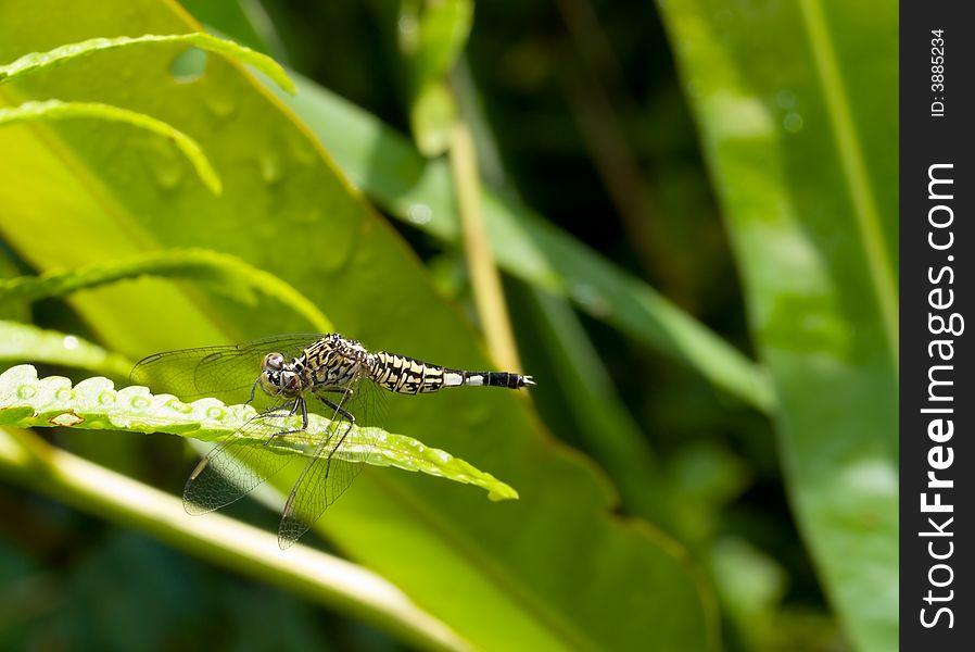 Dragonfly resting on the tip of a fern amongst other ferns