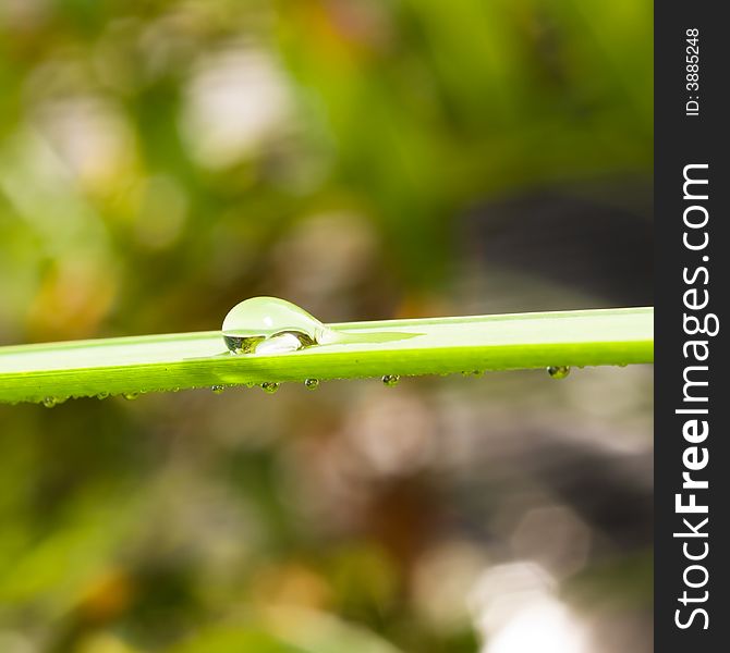 A single large drop on the top of a blade of grass and other small drops on its underside. A single large drop on the top of a blade of grass and other small drops on its underside