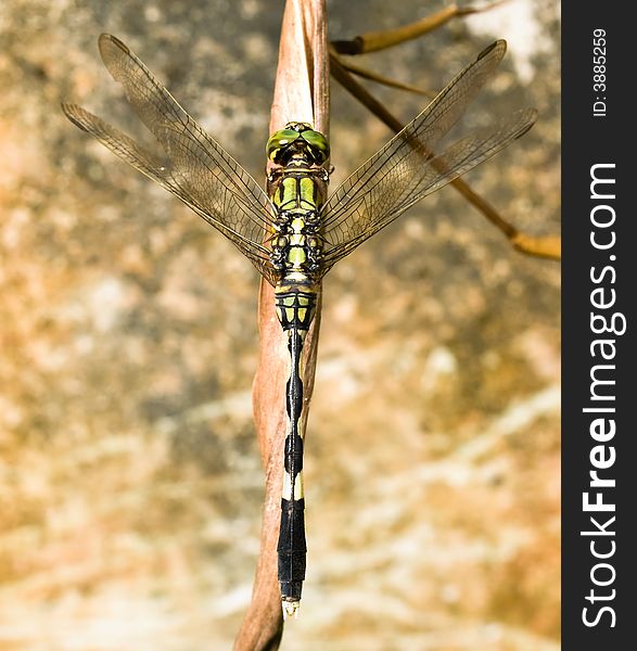 Dragonfly resting on a dried blade of grass