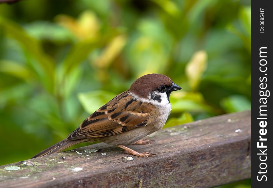 Common sparrow on a beam of a wooden fence after an afternoon shower