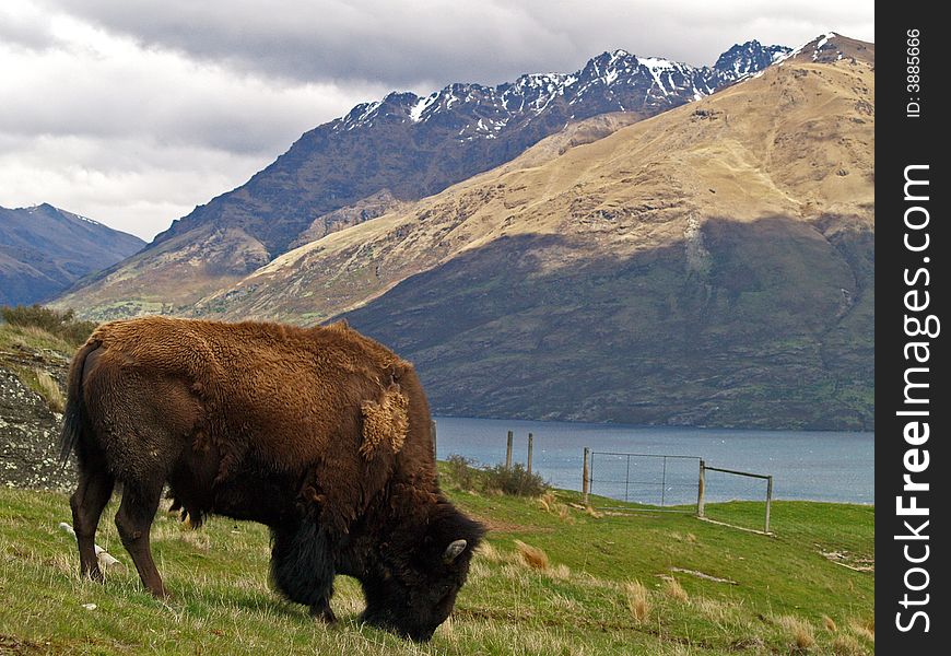 New Zealand Queenstown Deer Park